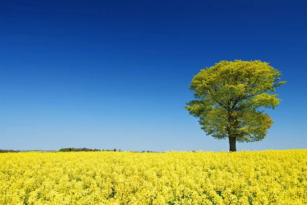 Идиллический пейзаж, одинокое дерево среди желтых рапсовых полей — стоковое фото