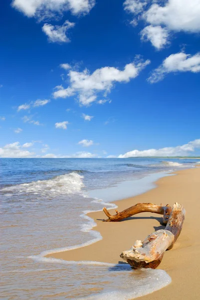 Seascape, stary konar drzewa leżącego na pustej plaży piaszczystej — Zdjęcie stockowe