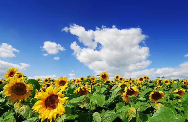 Campo de girasoles amarillos —  Fotos de Stock