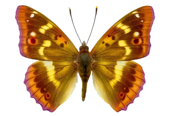 Renkli kelebek-izole — Stok fotoğraf