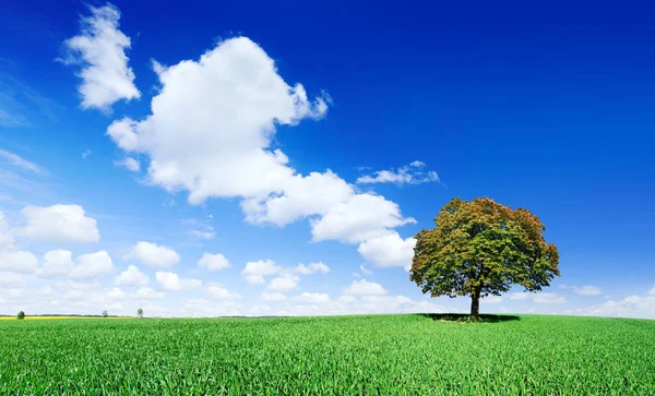 Vista idílica, árbol solitario en el campo verde — Foto de Stock
