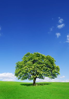 Pastoral manzara, yeşil alanlar arasında yalnız ağaç