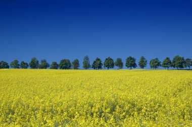 Bahar bakış, yeşil ağaçların arasında tecavüz alanları satır