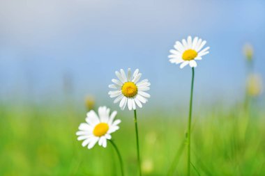 Yeşil alan üzerinde güzel camomiles