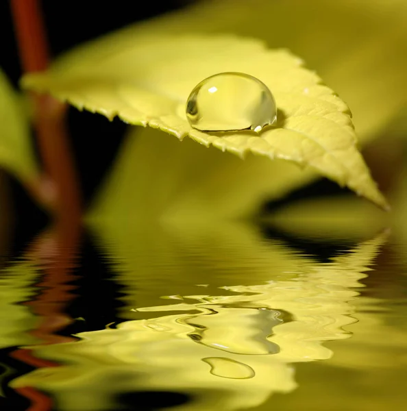 Droppe vatten blad — Stockfoto