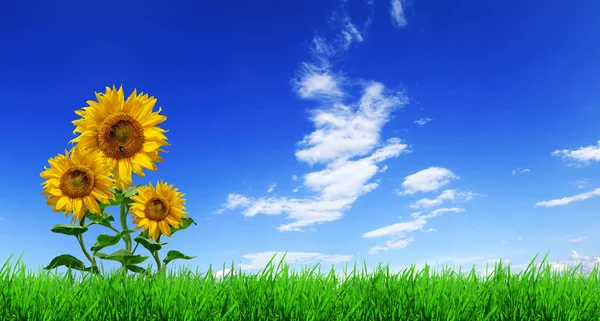 Tres girasoles amarillos sobre hierba verde —  Fotos de Stock