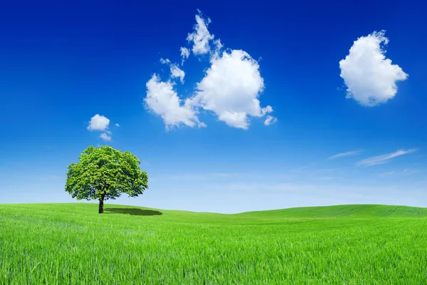 Idyllic view, lonely tree on green field — Stock Photo, Image