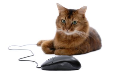 Somali kedi izole siyah bilgisayar fare ile