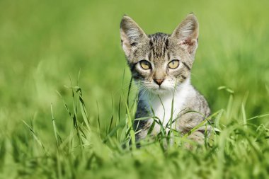 Yeşil çimenlerin üzerinde tekir kedi