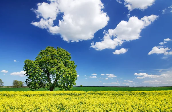 Idyllische Landschaft, einsamer Kastanienbaum zwischen Rapsfeldern — Stockfoto