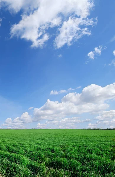 Idylický obraz, zelená pole a modrá obloha s mraky bílá — Stock fotografie