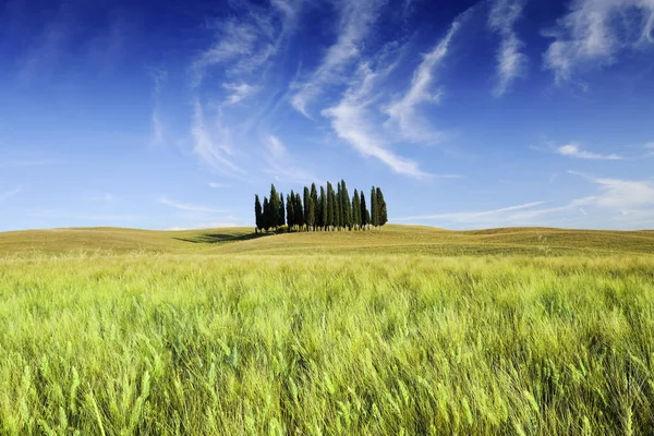 Vista idílica, hermoso paisaje italiano, grupo de cipreses am — Foto de Stock