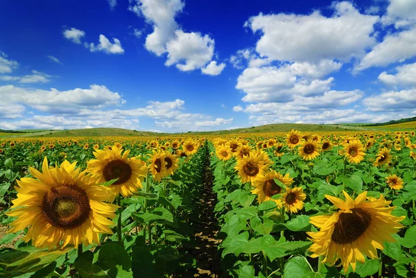 Champ de tournesols jaunes — Photo