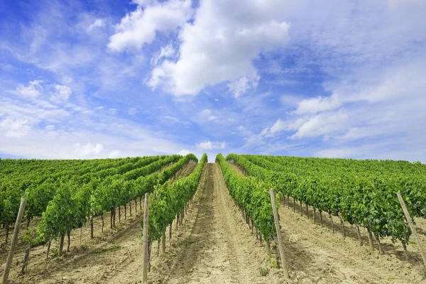 Italiaanse weergave, rijen groene wijnstokken — Stockfoto