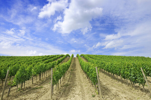 Italian view, rows of green vines