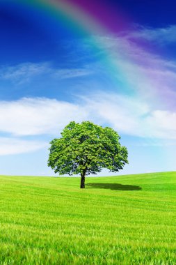 Pastoral manzara, gökkuşağı yeşil alanı ile yalnız ağaç