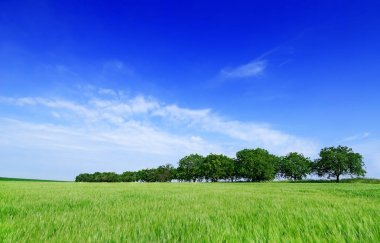 Pastoral görünümü, ağaçlar arasında yeşil alanlar