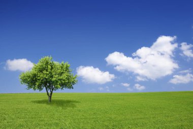 Pastoral manzara, yeşil alanlar arasında yalnız ağaç
