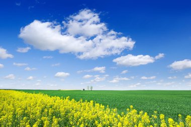 Mavi gökyüzü altında pastoral manzara, sarı ve yeşil alanlar Wi
