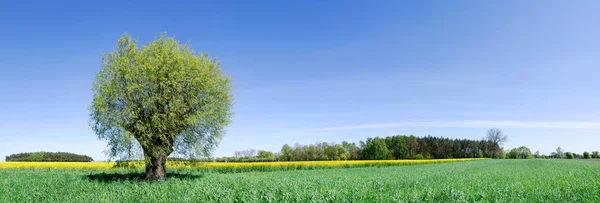 Идиллический пейзаж, одинокое дерево среди зеленых полей — стоковое фото