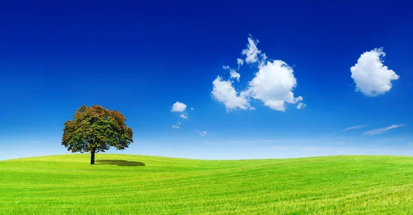 Panoramic idyllic view, lonely tree on green field — Stock Photo, Image