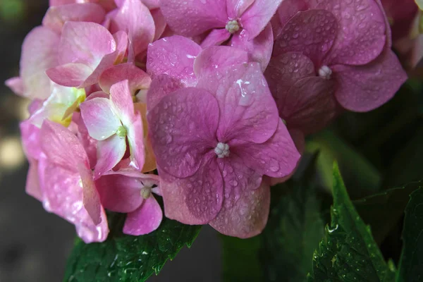 Pembe Ortanca Çiçekleri Damlaları Bahçe Konsepti Tebrik Kartı Kapak Tasarımı — Stok fotoğraf