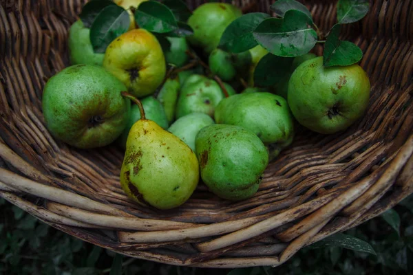 green and yellow pears with leaves in a wicker basket on green grass