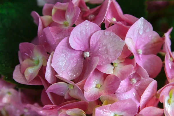 Flores Hortensias Rosadas Con Gotas Agua Cerca — Foto de Stock