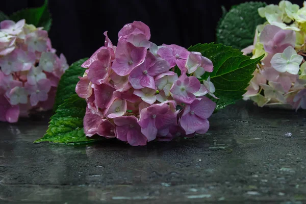 Pembe Ortanca Çiçekleri Damlaları Siyah Bir Arka Plan Yansıması Ile — Stok fotoğraf