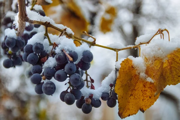 Trossen Van Rijpe Druiven Die Isabella Met Gele Sneeuw Bladeren — Stockfoto