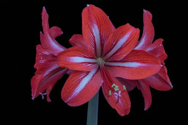 büyük kırmızı Lily çiçekler Hippeastrum portre siyah yalıtılmış zemin üzerine sarı stamens ile