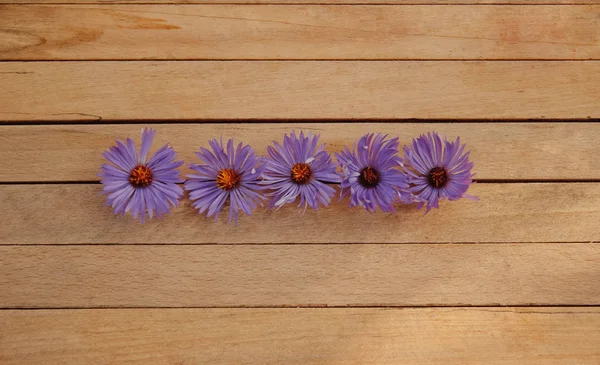 Flowers of light purple asters with a yellow middle on a light wooden table lying in the center top view close-up with an empty space for text or inscription