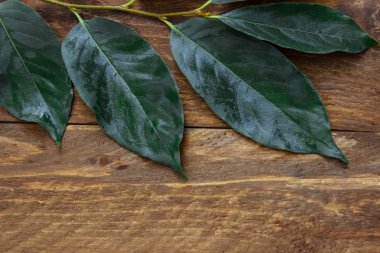 Alt metin için boş bir alan ile koyu, kahverengi ahşap arka plan üzerinde tomurcukları ile kahverengi bir dal üzerinde büyük yeşil yaprakları bir çerçeve