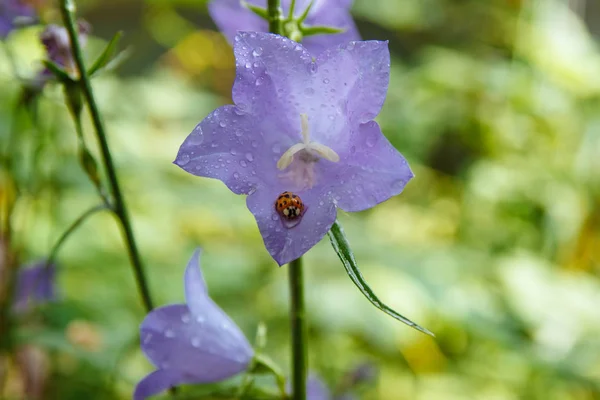 A red ladybug sitting on a purple field bell flower with drops of water and stamens drinking water by the rat plan in the garden