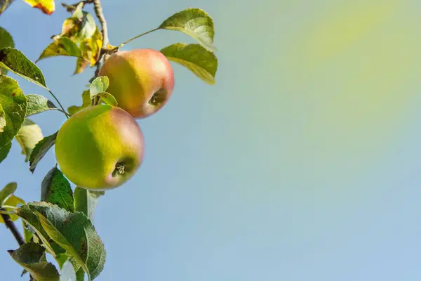Ripe, juicy, sweet green-red apples on the stem and branches with green and yellow leaves in the garden in summer and autumn on a background of blue . a cloudless sky with yellow sunlight and a blank