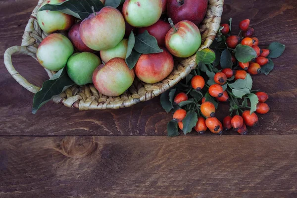 Sulu, olgun, tatlı kırmızı ve yeşil elma ile hasır sepet dekorasyon için yeşil yaprakları ve metin için alt kısmında boş alan ile gül kalça üst görünümü meyve ile dalları