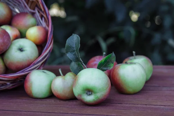 Rijpe Sappige Rood Groene Appels Liggend Een Rieten Mand Verspreid — Stockfoto