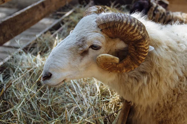 Portrait of a sheep with light hair and twisted horns chewing hay close-up on a farm