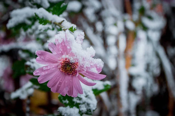 Pink Chrysanthemum Flowers Snow Close Concept Frost Resistant Flowers Gardening — Stock Photo, Image