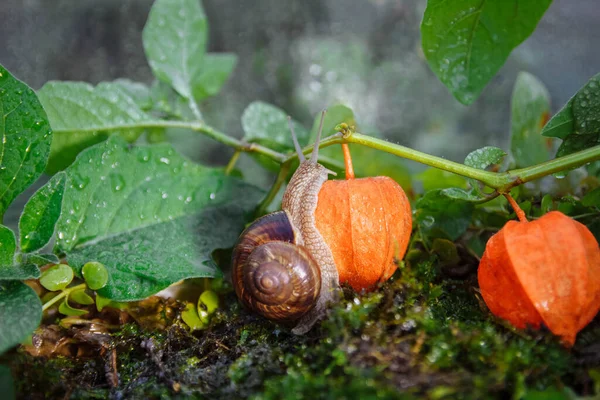 : Large brown snail crawling on a branch with leaves and orange physalis berries with green moss close-up, blurry background with a soft selected focus, gardening concept, macroworld, pests, macro art