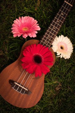 Ukulele ile pembe, kırmızı veya beyaz gerbera