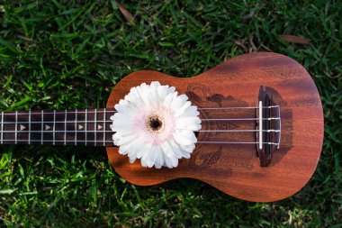 ukulele ile beyaz gerbera