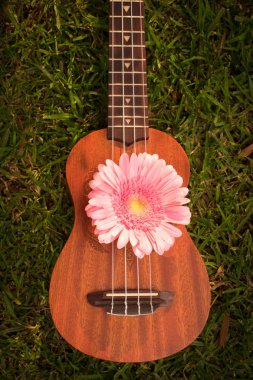 Ukulele ile pembe gerbera