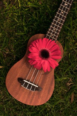 Kırmızı gerbera ile izole ukulele