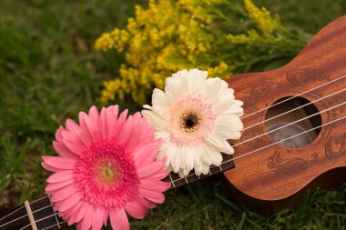 beyaz ve pembe gerbera çiçekleri ile ukulele