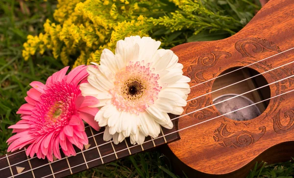 Ukulele ile pembe ve beyaz gerbera