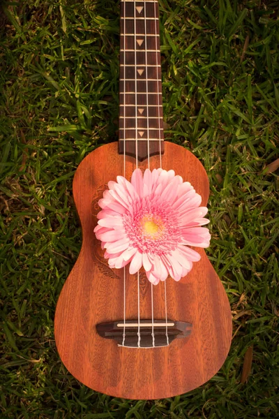 Ukulele ile pembe gerbera