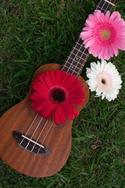 Ukulele gerbera çiçekleri ile