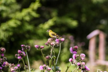 Panorama göl ve şelaleler ile yüksek tatra yeşil beskid dağlardan