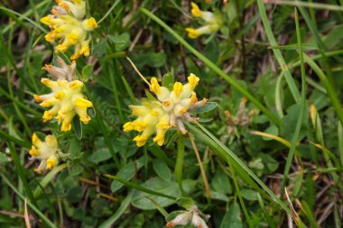 Panorama göl ve şelaleler ile yüksek tatra yeşil beskid dağlardan